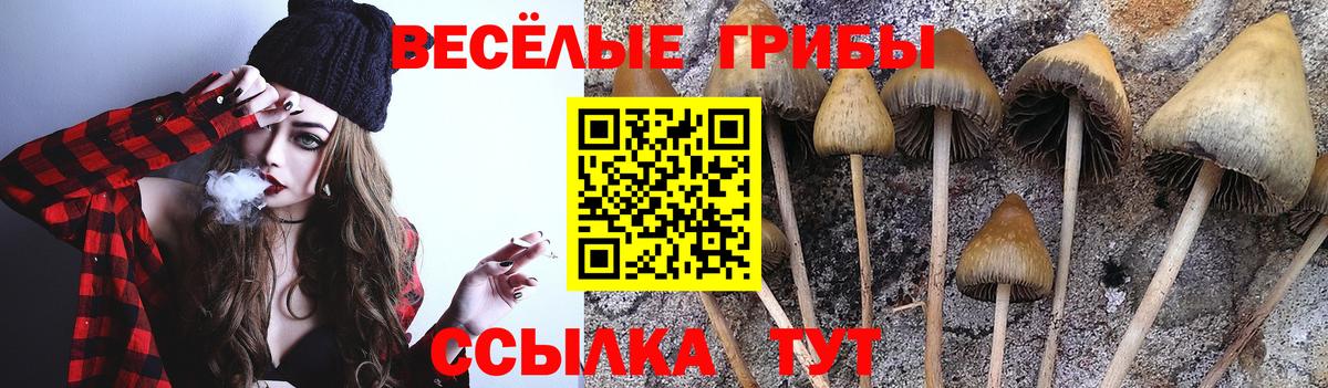 где купить наркоту  Галлюциногенные грибы прущие грибы  Вход с VPN  Мыски  Псилоцибиновые грибы мицелий 
